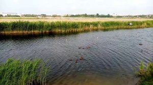 Омск. Природный парк "Птичья гавань"