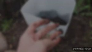 Пассифлора в открытом грунте. Лучший вариант посадки.