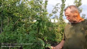 Почему опадают завязи