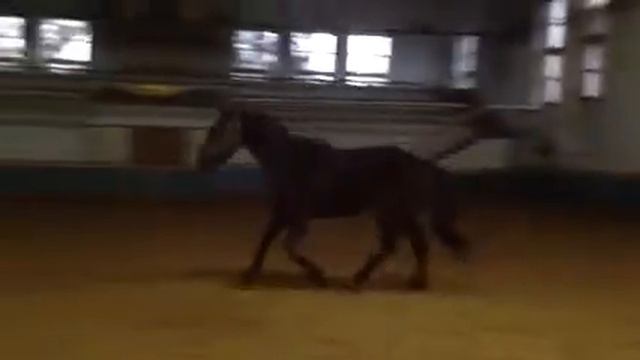 Гиацинт галоп 2 смотреть онлайн