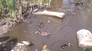 Feeding ducks in Lake Ontario. Кормление уток у озера Онтарио