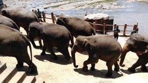 Pinnawala Elephant Orphanage,  Pinnawala,  Sri Lanka