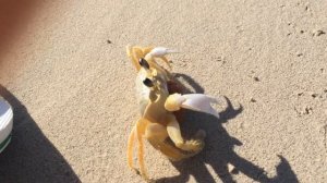 Огромный краб хватает за палец! Жесть 2017 Карибское чудовище