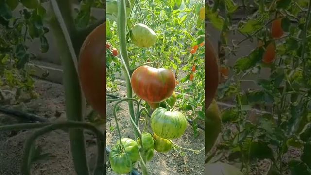 Томат Полосатый шоколад