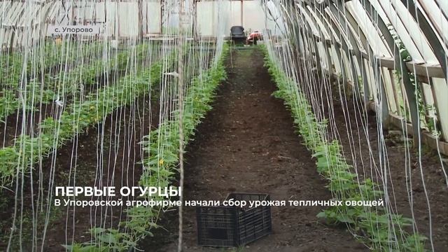 В Упоровской агрофирме начали сбор урожая тепличных овощей