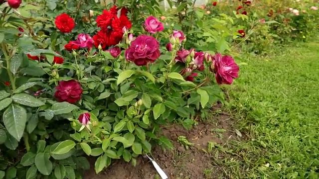 Роза Бургунди Айс (Burgundy Ice) - ТОПовая красотка. Лучшая лиловая флорибунда. смотреть онлайн