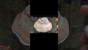 Лекарственные грибы трутовики. Трутовик копытообразный. Сбор и определение полезности.
