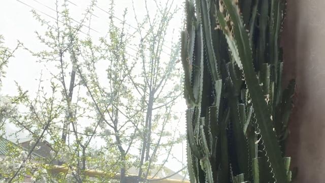 Обрезаю свой Молочай Трёхгранный. Кардинальная обрезка.