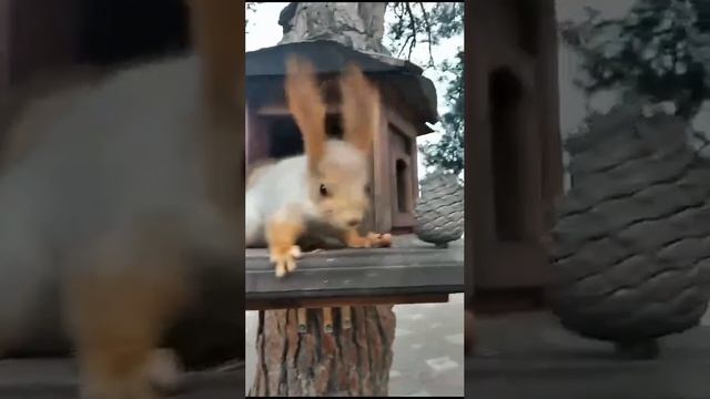 Белочка