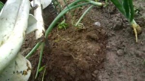 самодельный пропольник