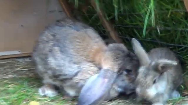 эксперимент с селекцией смотреть онлайн