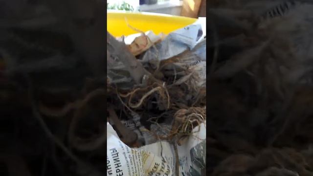 Георгины,будьте осторожны,пробуждение... смотреть онлайн