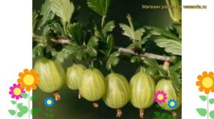 Крыжовник обыкновенный Родник. Краткий обзор, описание характеристик ribes grossularia Rodnik