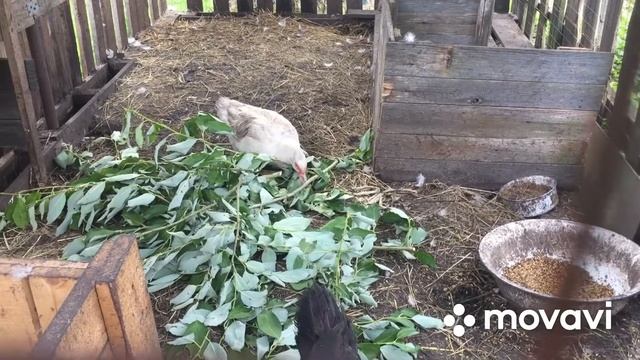 Утки с удовольствием едят Иву/ чем полезна Ива смотреть онлайн