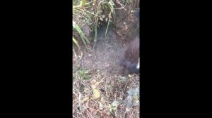 Вытащил бобра из норы за хвост! Видео от подписчика.