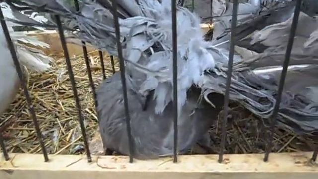 Выставка г. Контоп 21.11.2015 - порода голубей павлины смотреть онлайн