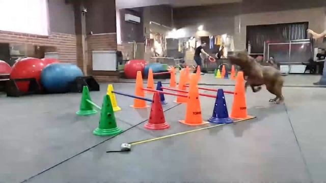 Спорт группа питбули и стафорд смотреть онлайн