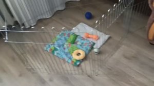 Игрушки для Джек Рассел терьера