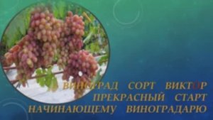 Виктор виноград.