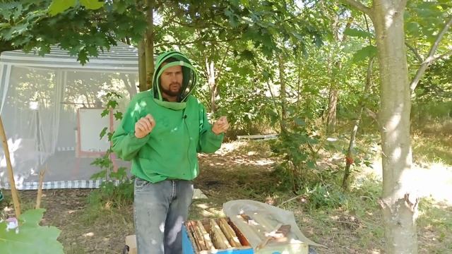 Зачем отбирать мед в отводках пчел после главного взятка. смотреть онлайн