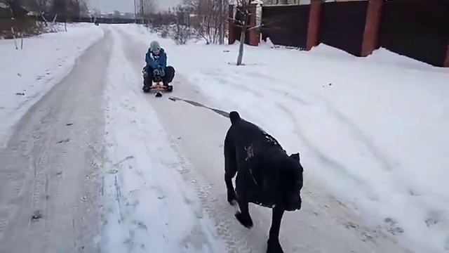 Зимняя прогулка - катаемся на санках в собачьей упряжке смотреть онлайн