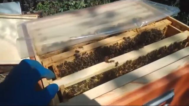 Добрые пчёлы у начинающего пчеловода. Улей Рута - #2 смотреть онлайн