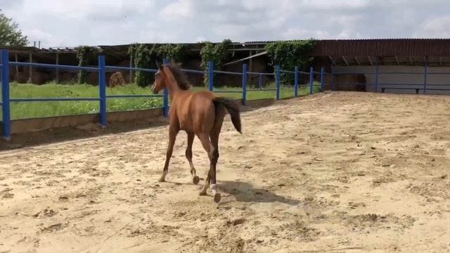 ПРОДАН: Англо-арабский жеребчик 2021г.р.ТАБЕРИК (Балтик-Гарсия), казахская кличка СЕКРЕТ смотреть онлайн