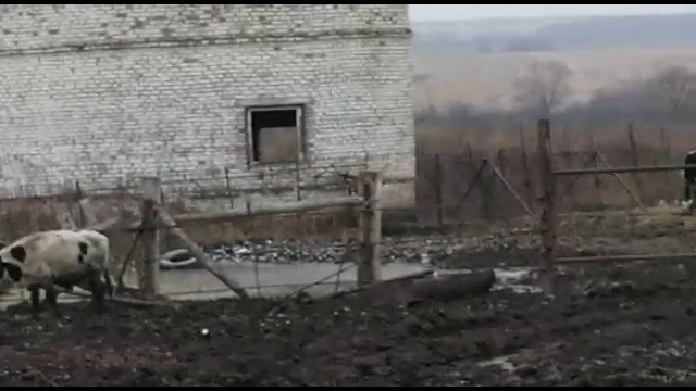 Купить крупный рогатый скот оптом WhatsApp +79656176005 смотреть онлайн