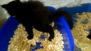 Как приучить котенка ходить в лоток. Котенок Мейн кун ходит в лоток.