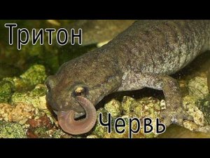 ТРИТОН ПОЕДАЕТ ЧЕРВЯ