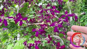 Обзор сада. Гортензии цветут и мелкоцветковые клематисы!