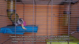 Запор у морской свинки