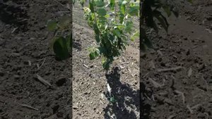 Черешневый сад. Считаем примерные затраты.