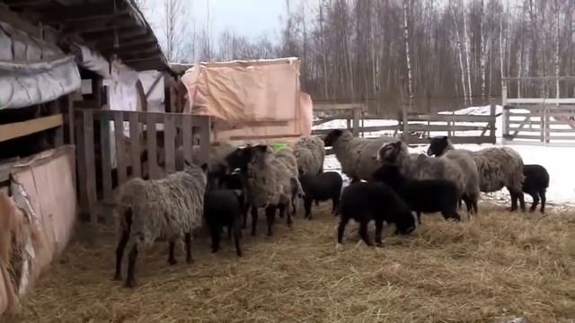 Как разговаривают животные. Развивающий мультик для малышей.