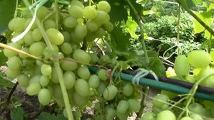 12 ВКУСНЕЙШИХ сортов ВИНОГРАДА?