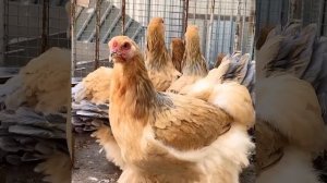 Куры породы брама, окрас палево-голубой колумбийский