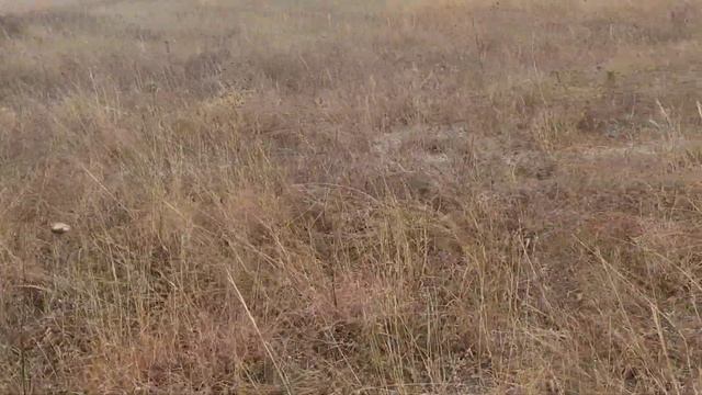 Грибы в Белогорске-2022,грибы Крыма.