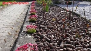 Мульча и мульчирование почвы.