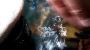 содержание аквариумных крабов