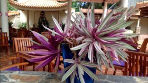 Overview hotel:  Swiss Village Resort & Spa 4 * (Vietnam / Phan Thiet)