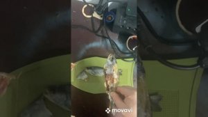 Вяленая молодая форель. УЗВ.Вкусно и грустно