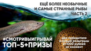 Самые необычные аквариумные рыбы. Часть 2. #смотривыигрывай