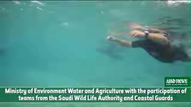 Спасение дельфинов в Саудовской Аравии смотреть онлайн