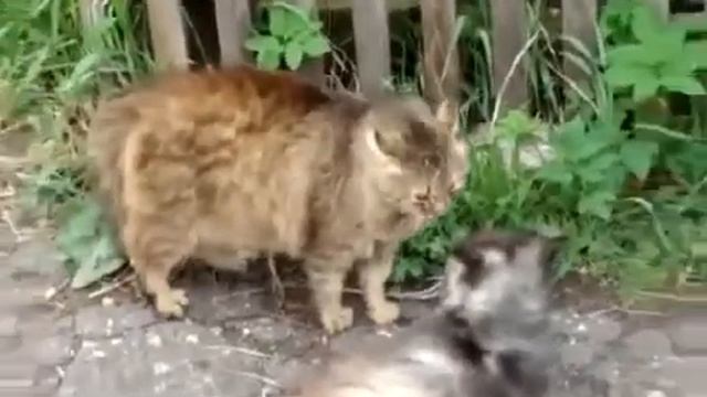 Коты тоже умеют летать