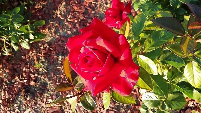 Футаж Розы. Красивые Красные Розы. Футаж Розы. Стихи про Розы. Футажи для видеомонтажа. Видеофутажи смотреть онлайн