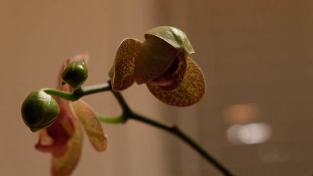 Time-lapse of an orchid blossom смотреть онлайн
