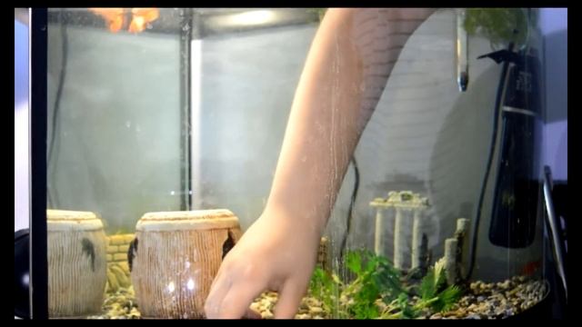 Лучший корм для рыбок! Крапива! смотреть онлайн