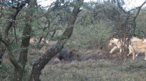 Носорог против львов, бегемотов, гиен. Носорог в деле. Носорог в природе. Против носорога.