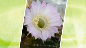 Поздравление. С днем рождения, сосед. Музыкальная видео открытка