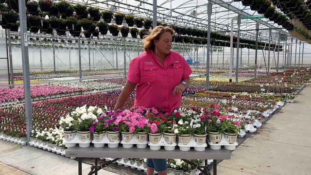 What are the Differences in the Supertunia Vista Flowers смотреть онлайн